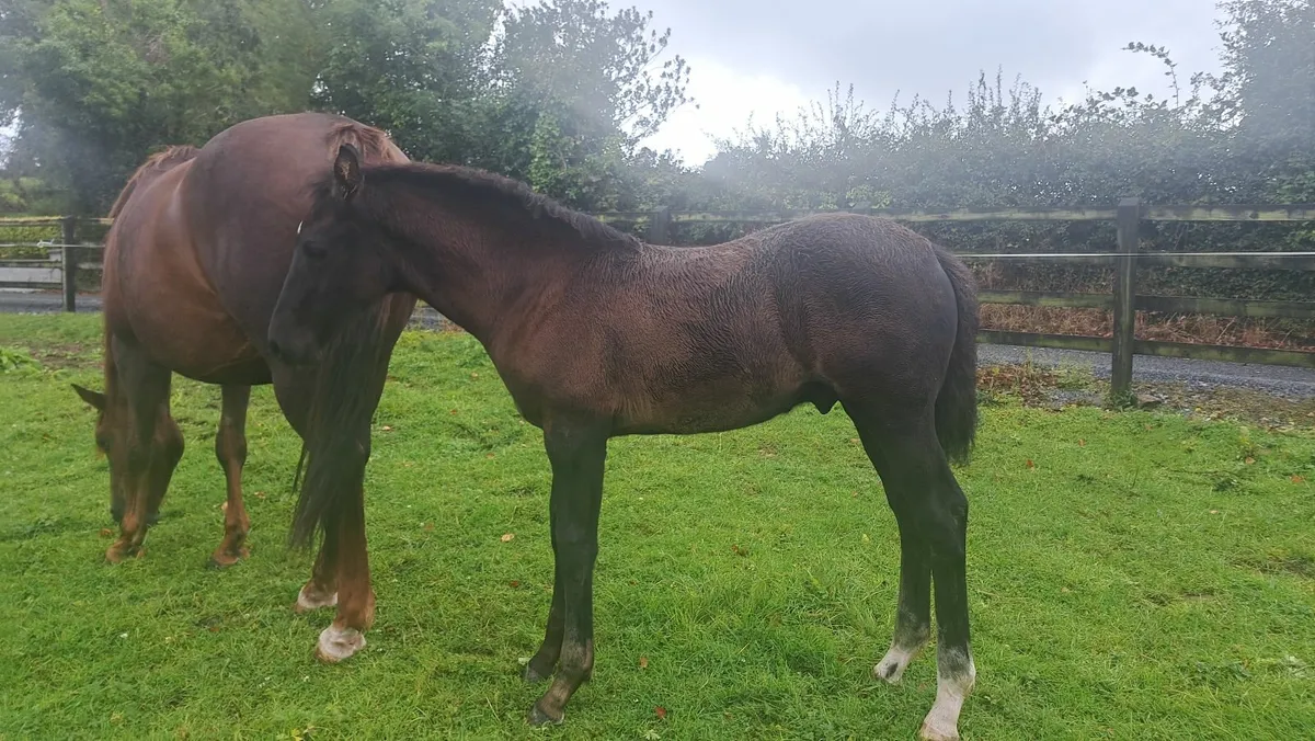 colt foal by phenomene bleu vdm - Image 3