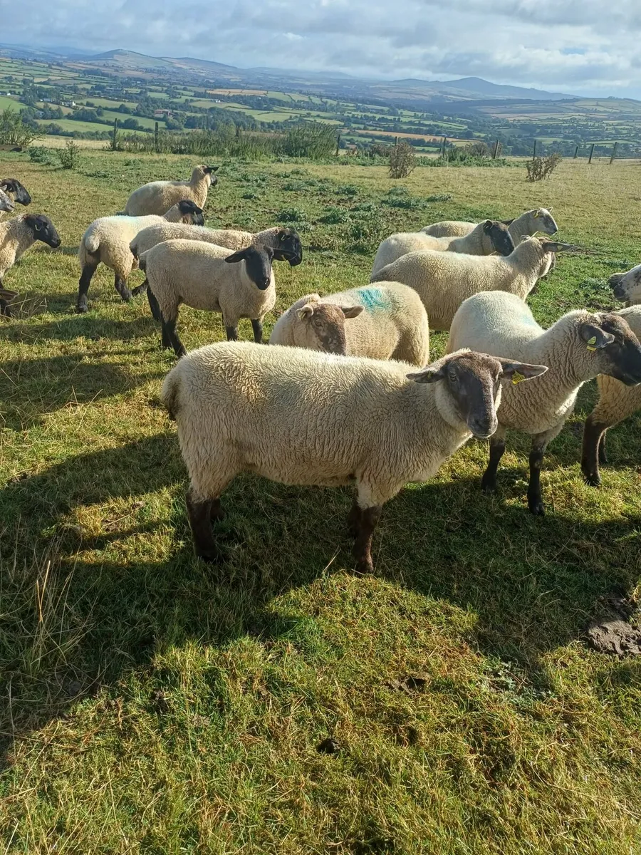 75 Hoggets Enniscorthy Mart 3rd September - Image 1