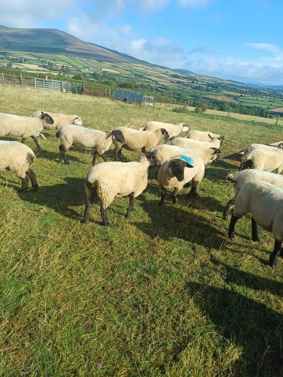 75 Hoggets Enniscorthy Mart 3rd September - Image 2