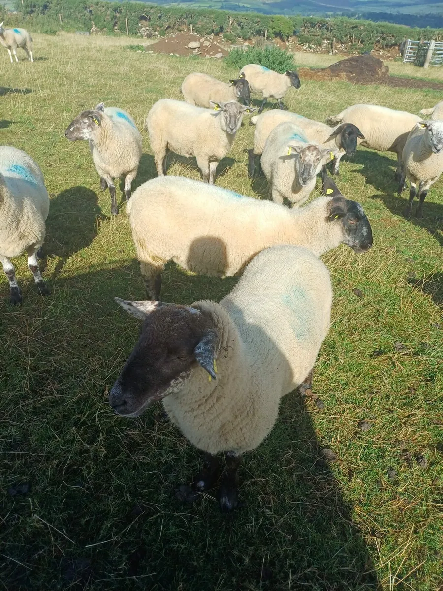 75 Hoggets Enniscorthy Mart 3rd September - Image 3