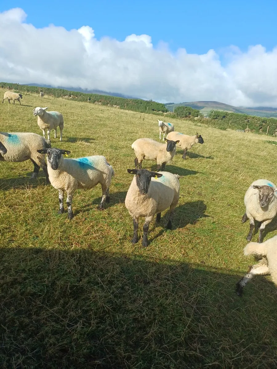 75 Hoggets Enniscorthy Mart 3rd September - Image 4