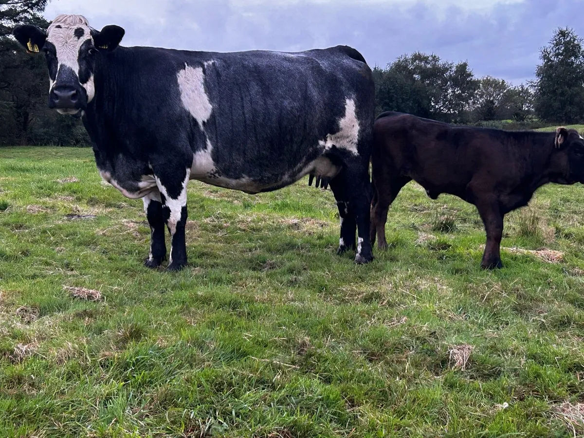 Cow & Calf - Image 1