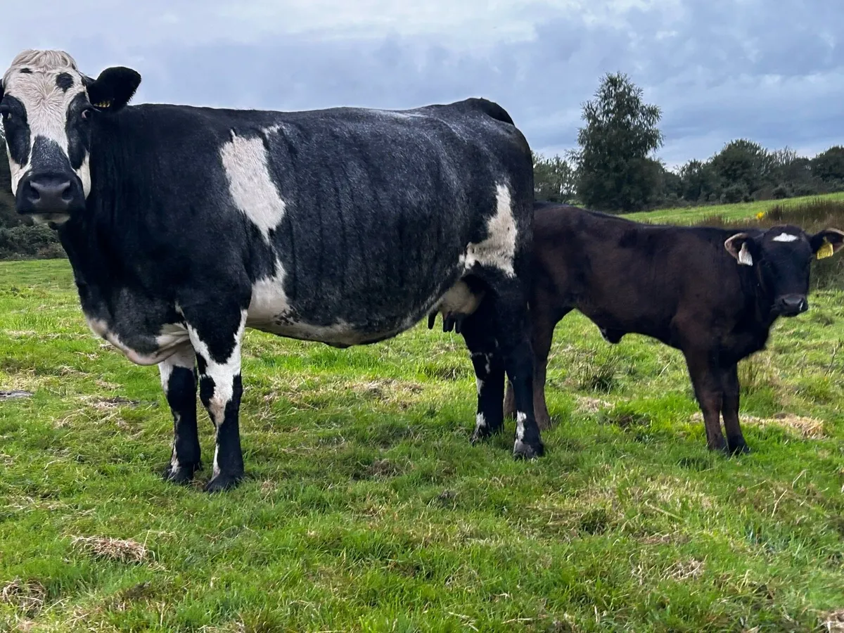 Cow & Calf - Image 3