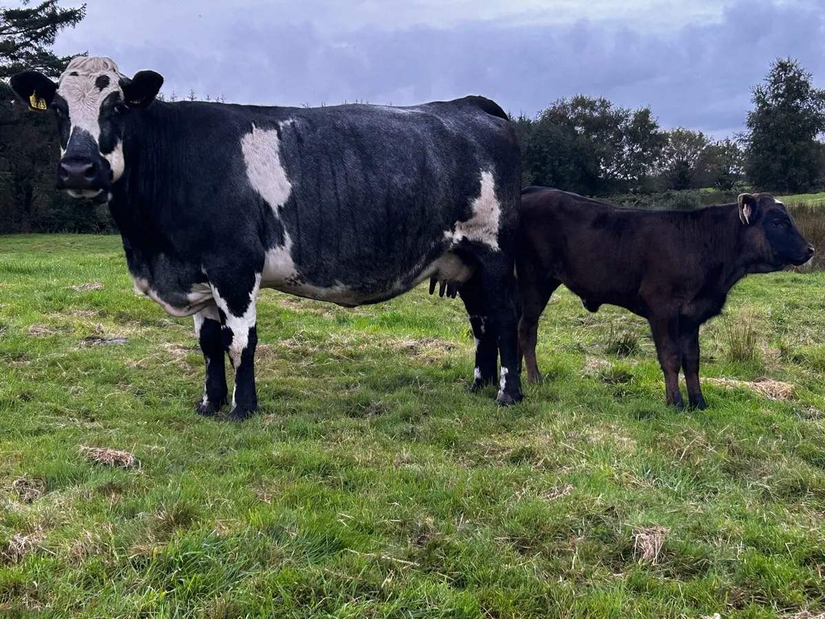 Cow & Calf - Image 4