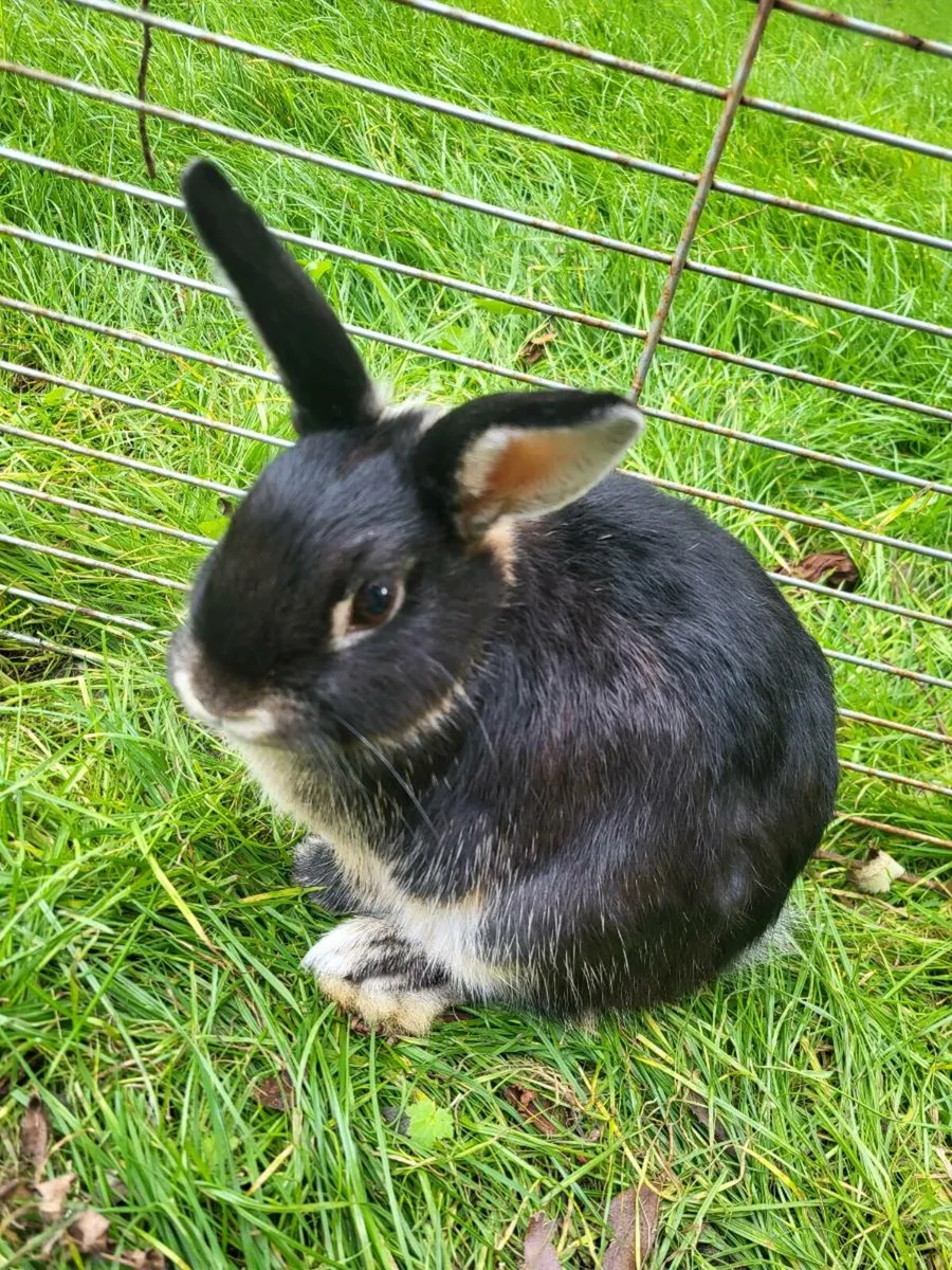 Neatherland Dwarf - Image 4