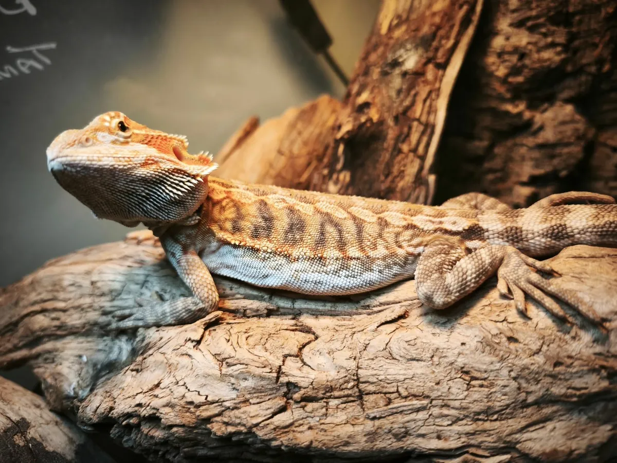 Hypo and leatherbacks Bearded dragons - Image 1