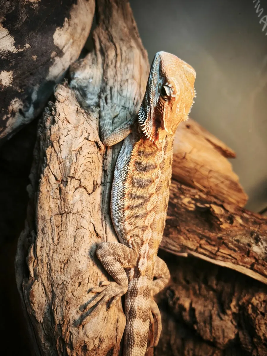 Hypo and leatherbacks Bearded dragons - Image 2