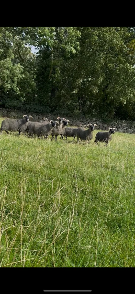 Lanark ewe lambs - Image 1