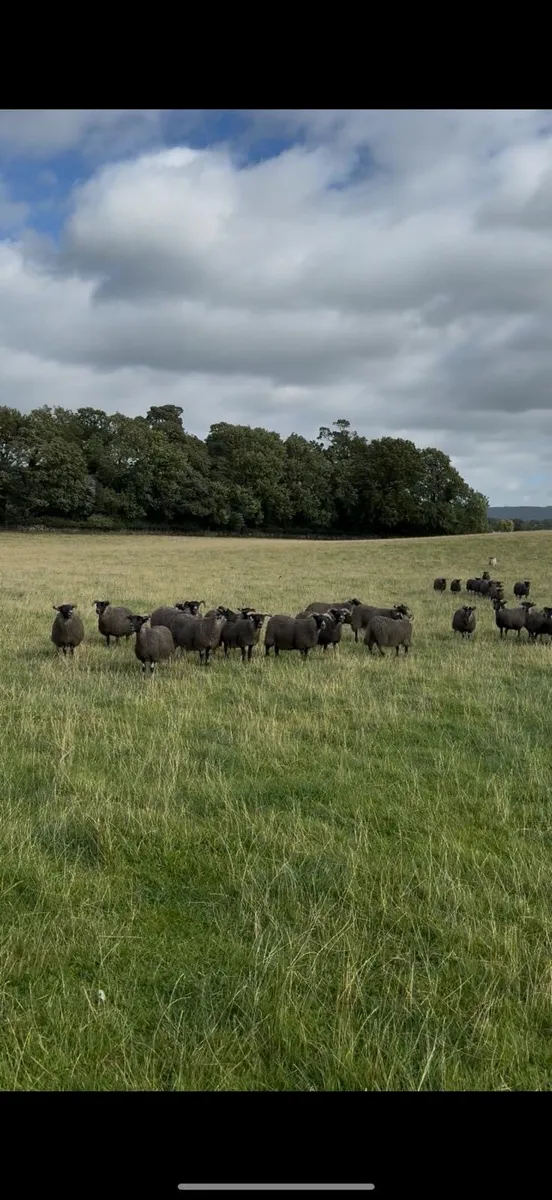 Lanark ewe lambs - Image 2