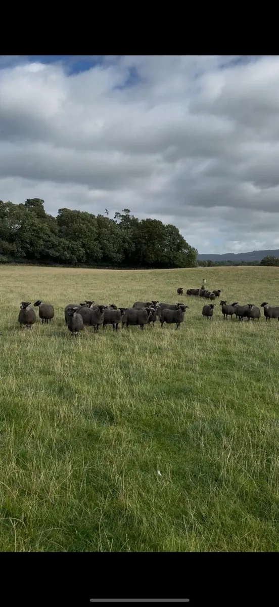 Lanark ewe lambs - Image 3