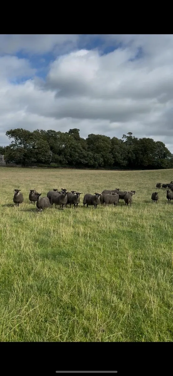 Lanark ewe lambs - Image 4