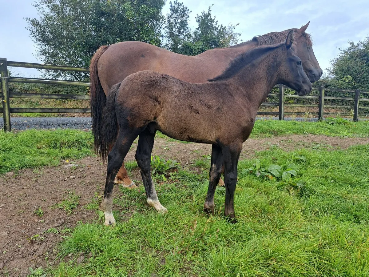 Phenomene bleu vdm colt foal - Image 1