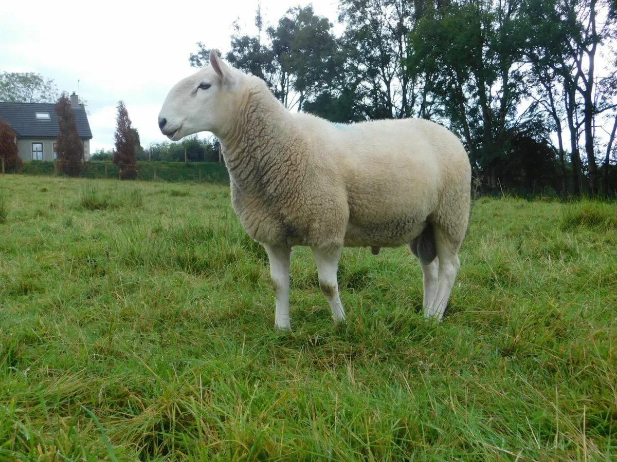 Cheviot shearling rams - Image 2