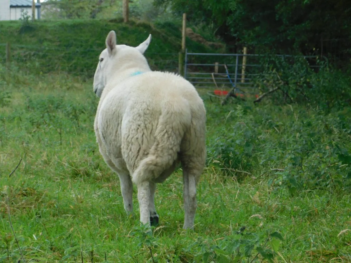 Cheviot shearling rams - Image 3