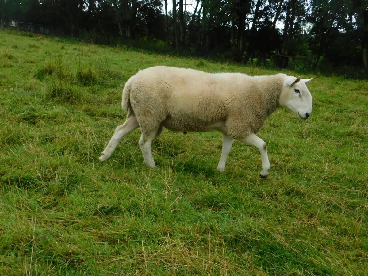 Cheviot shearling rams - Image 4