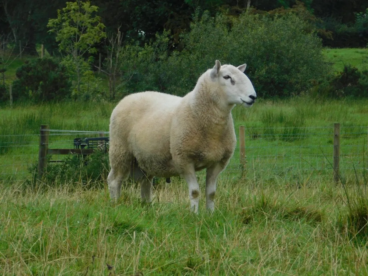 Cheviot shearling rams - Image 1