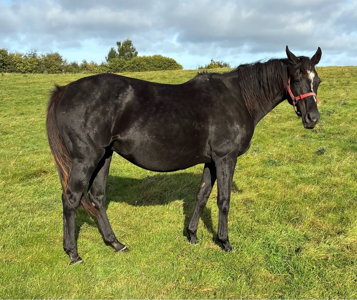 Stakes winning Broodmare - Image 1