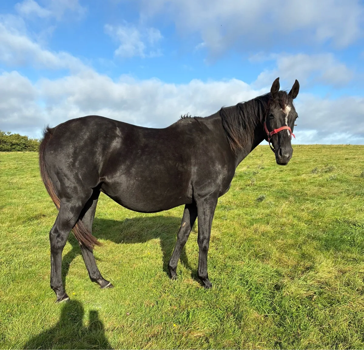 Stakes winning Broodmare - Image 4