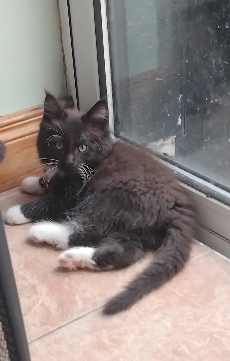 Half Maine Coon half Ragdoll kittens available 😻 - Image 1