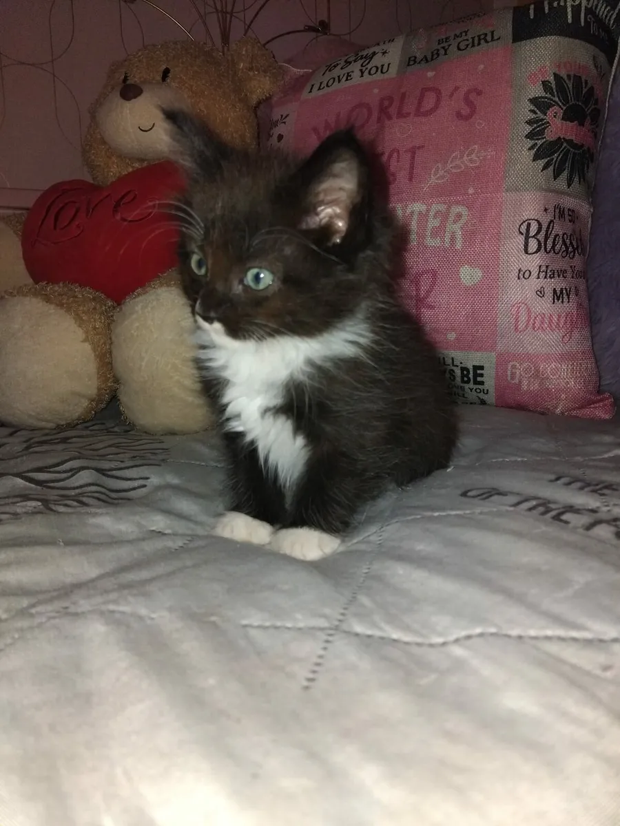 Half Maine Coon half Ragdoll kittens available 😻 - Image 3