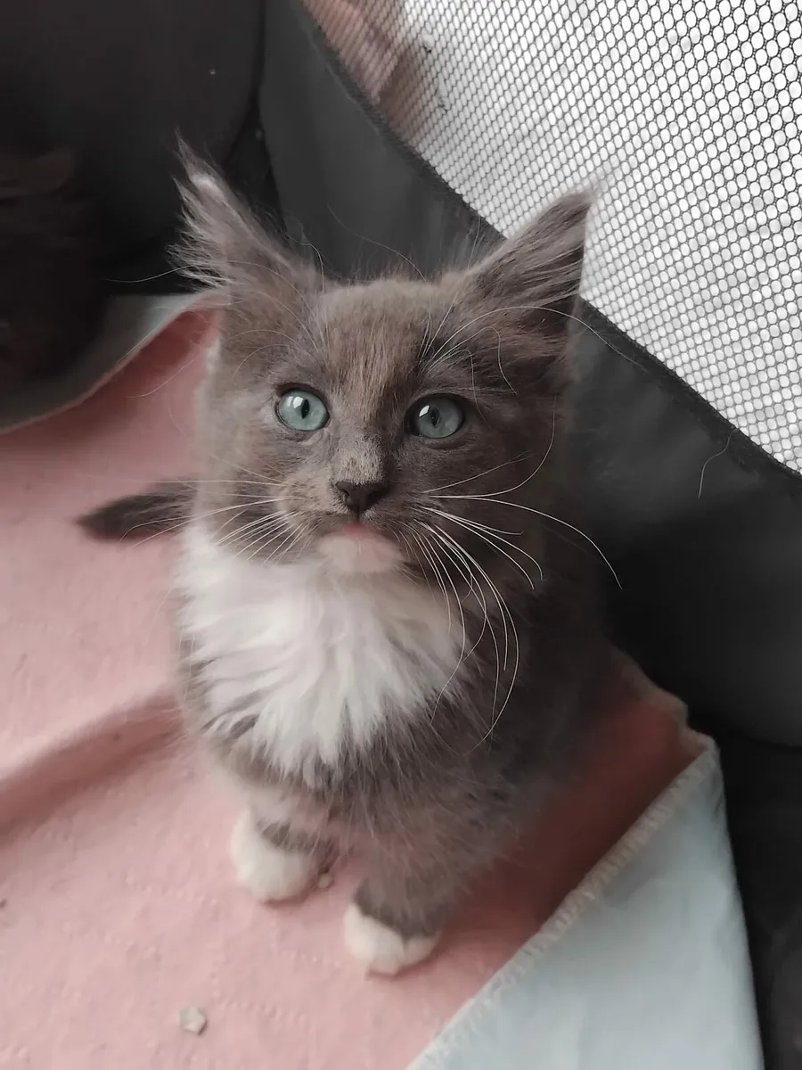 Half Maine Coon half Ragdoll kittens available 😻 - Image 4