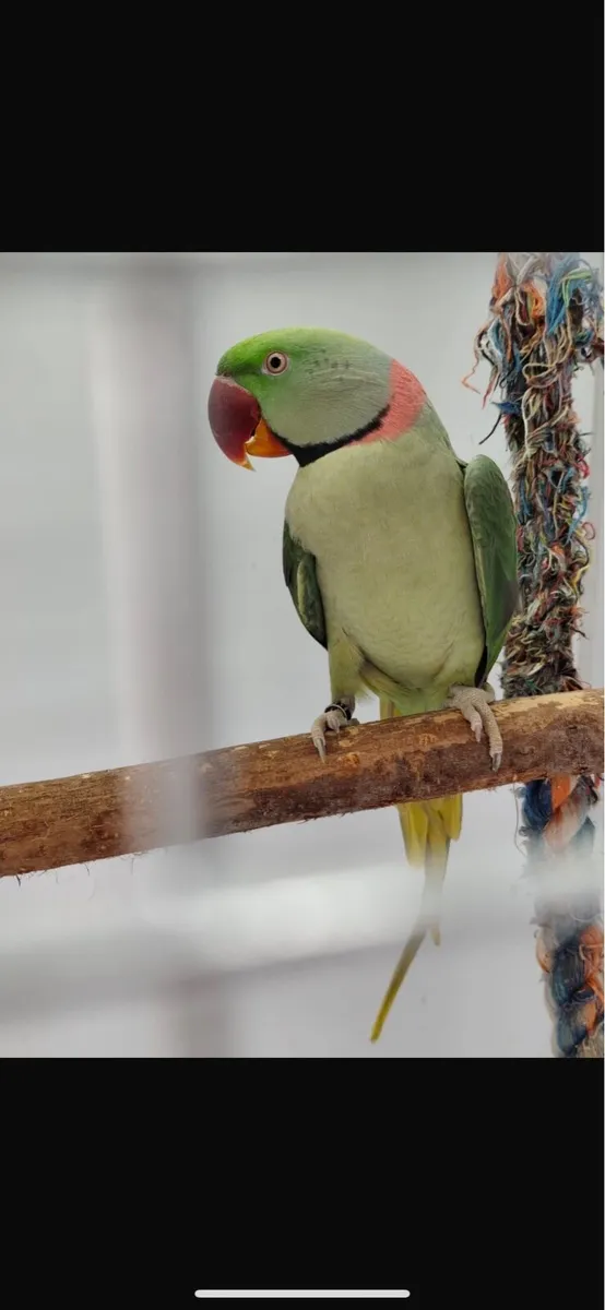 Alexander Parrots Bonded Pair - Image 2