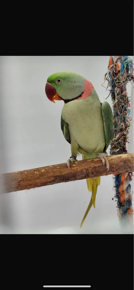 Alexander Parrots Bonded Pair - Image 3