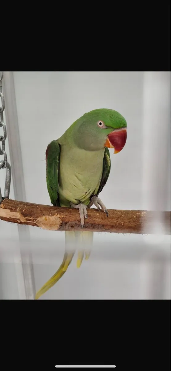 Alexander Parrots Bonded Pair - Image 1