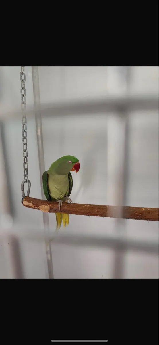 Alexander Parrots Bonded Pair - Image 4
