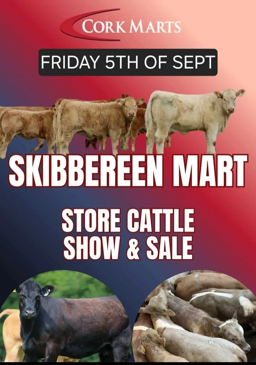 Show & Sale Friday 5th of SeptemberSkibbereen Mart - Image 1