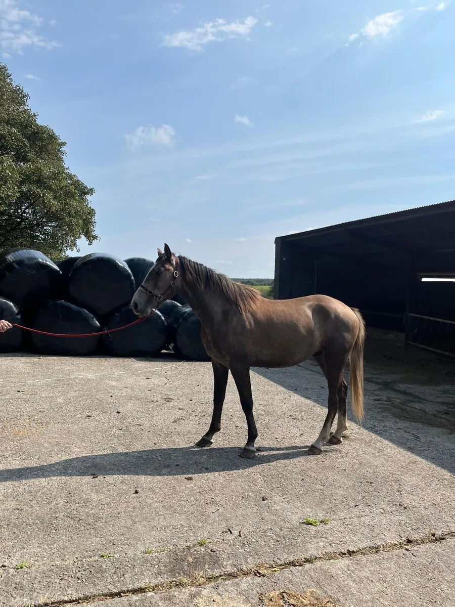 2 Year old Gelding - Image 1