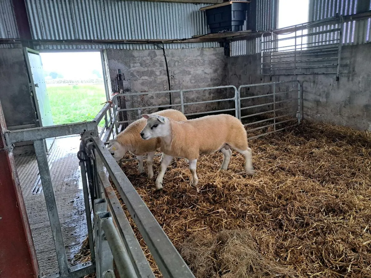 PBR TEXEL RAMS *SIS APPROVED - Image 2