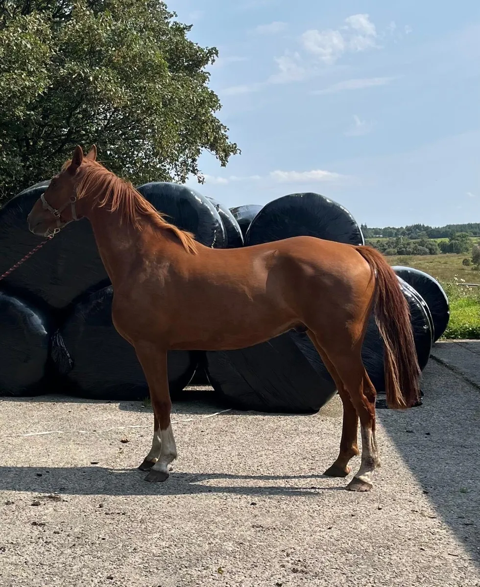 3 year old Chestnut gelding - Image 1