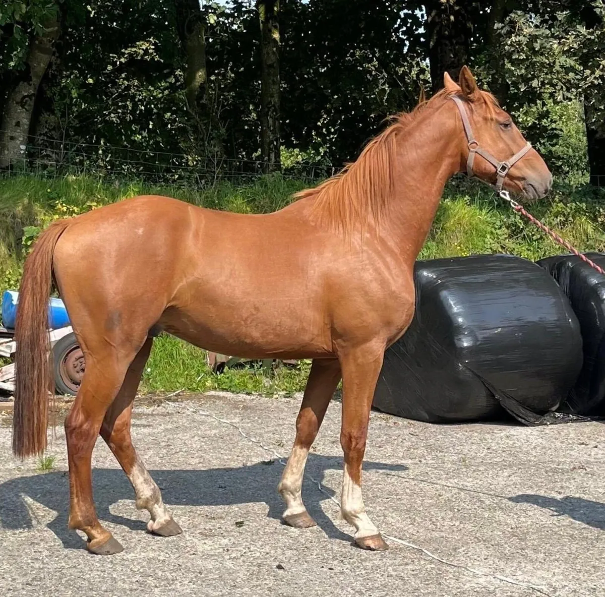 3 year old Chestnut gelding - Image 2