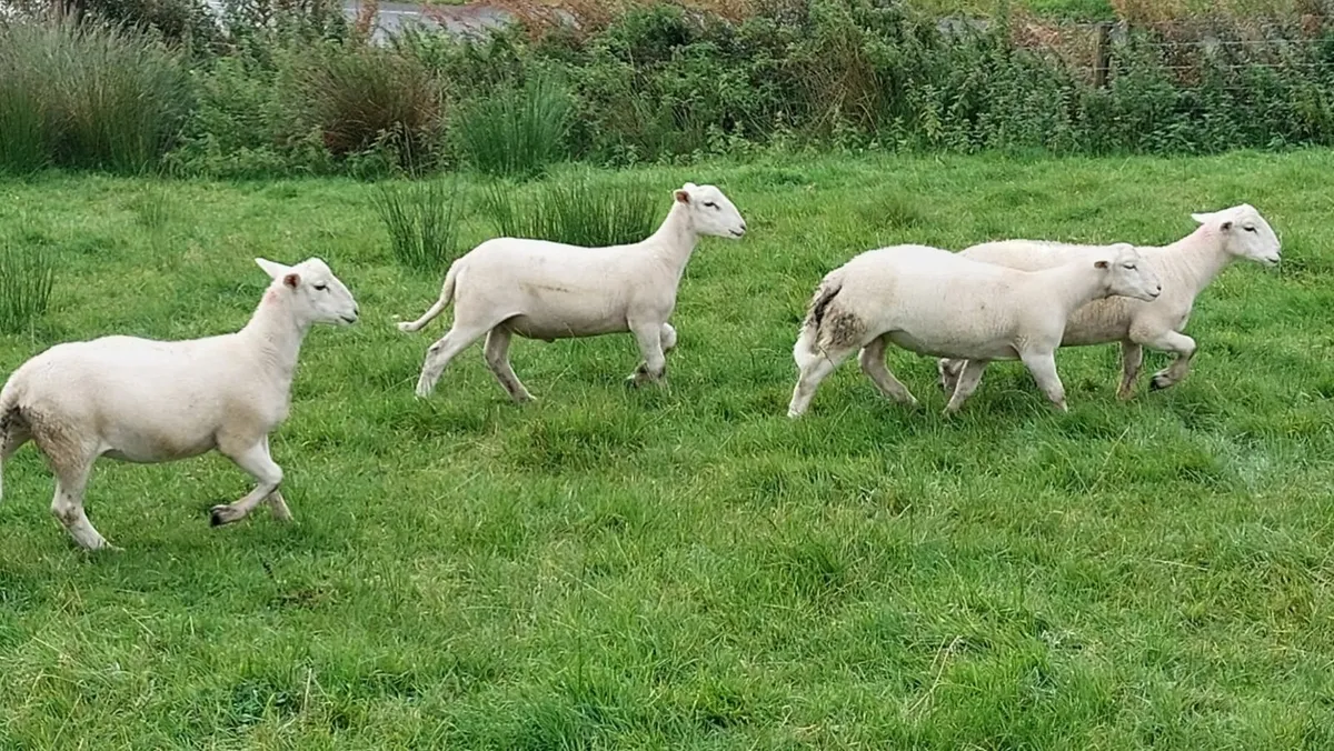 Easicare ram lambs - Image 2