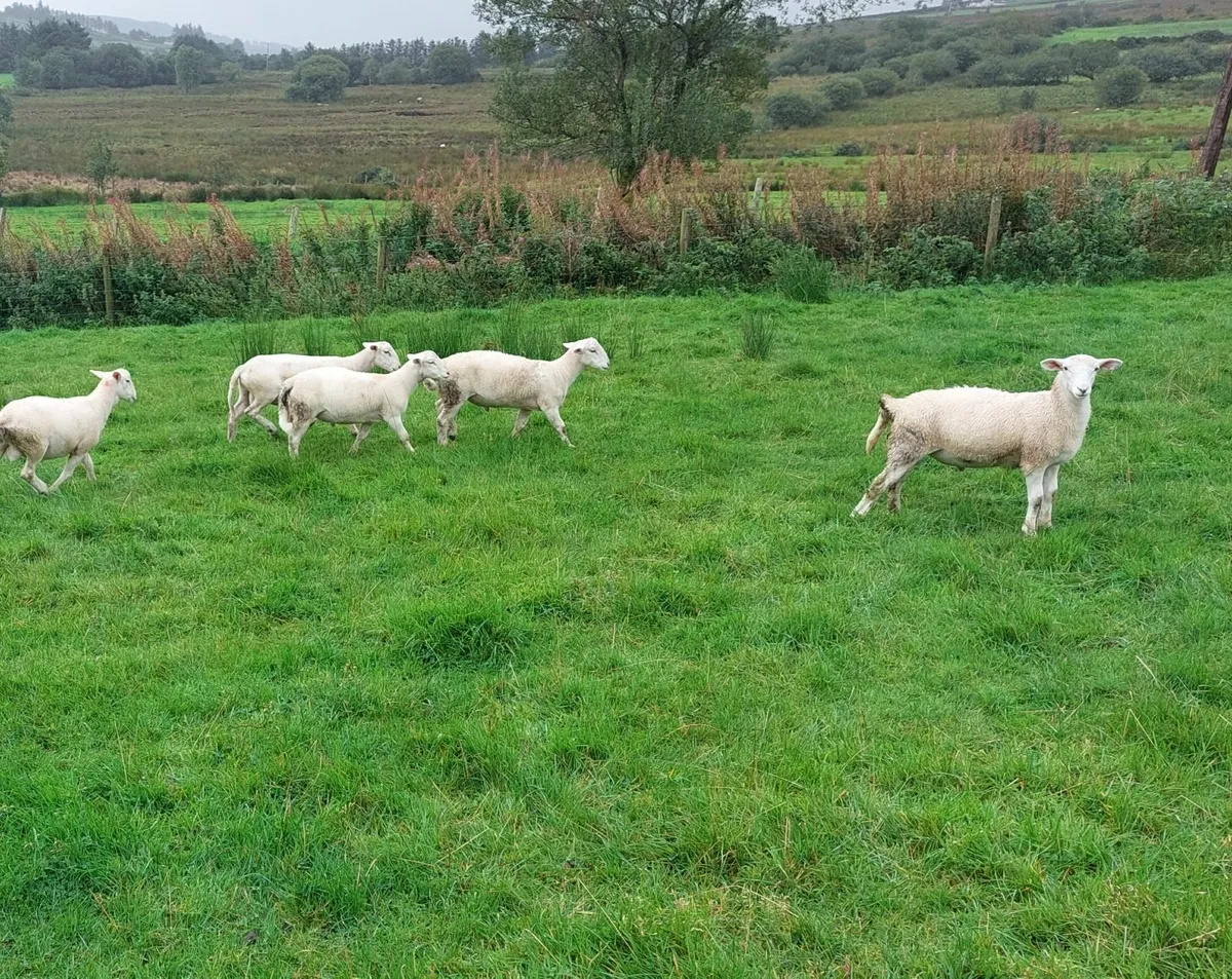 Easicare ram lambs - Image 1