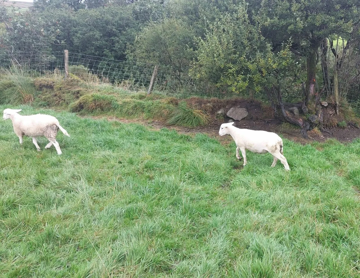 Easicare ram lambs - Image 3