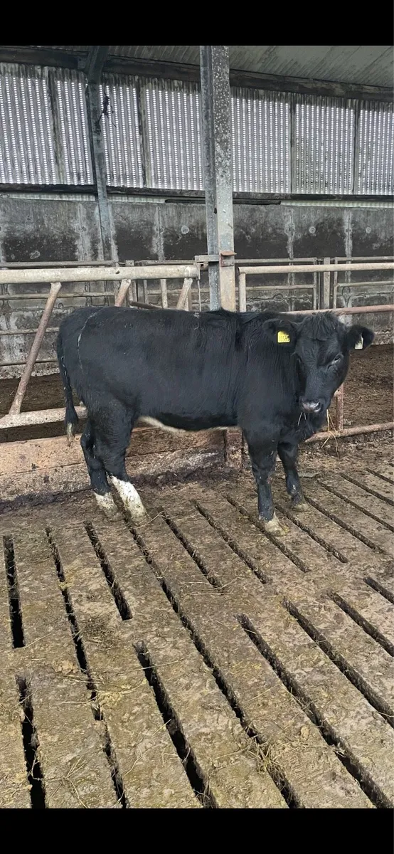 Heifers 380 kg average - Image 1