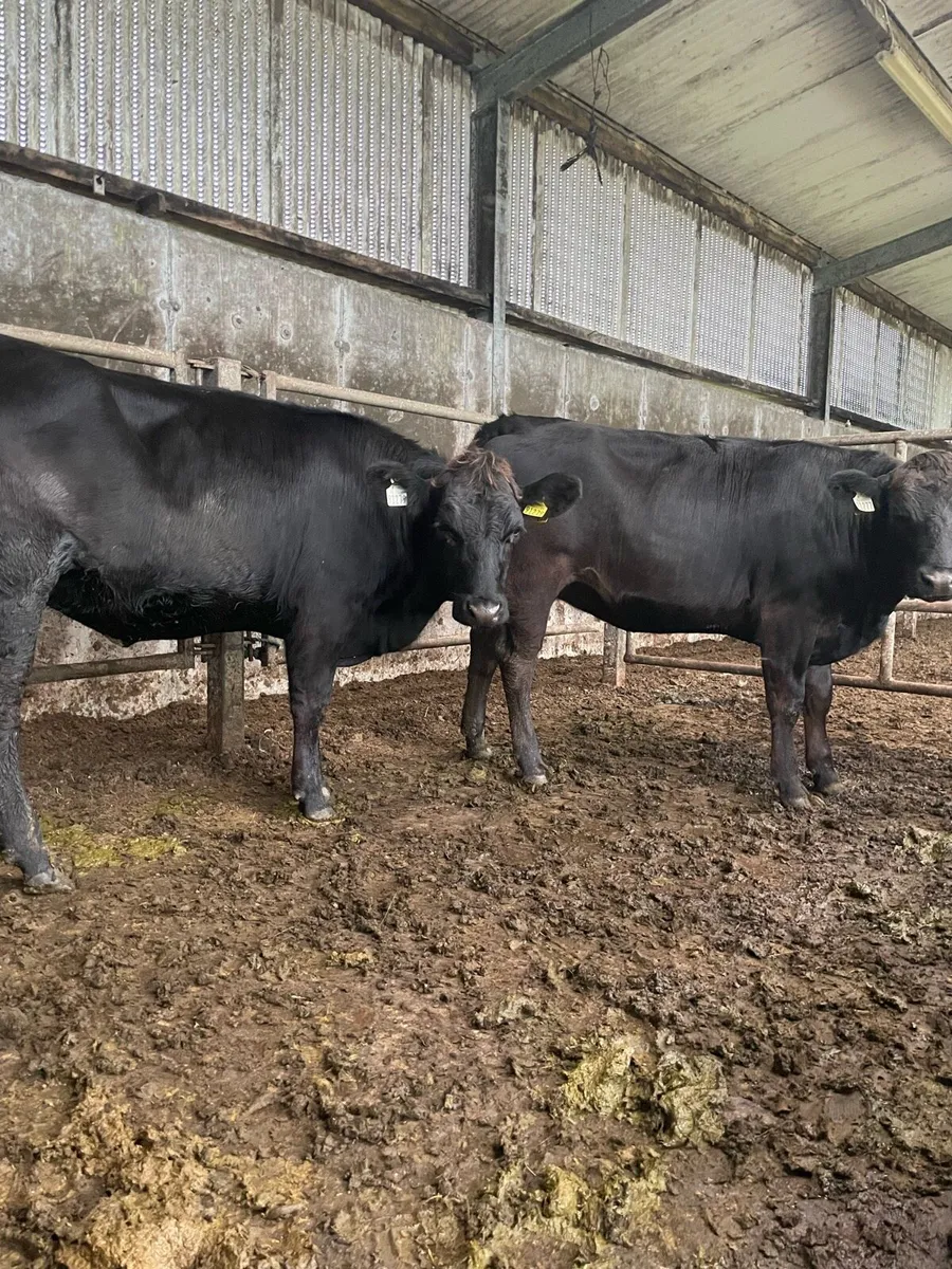 Heifers 380 kg average - Image 2