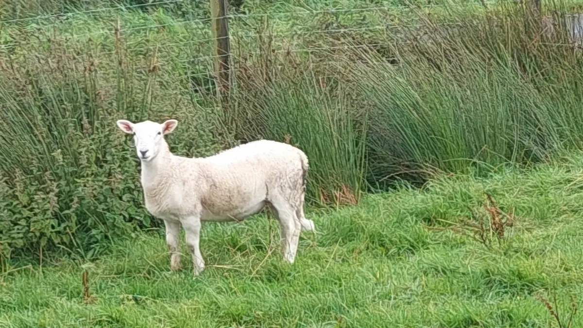 Easicare ram lambs - Image 4