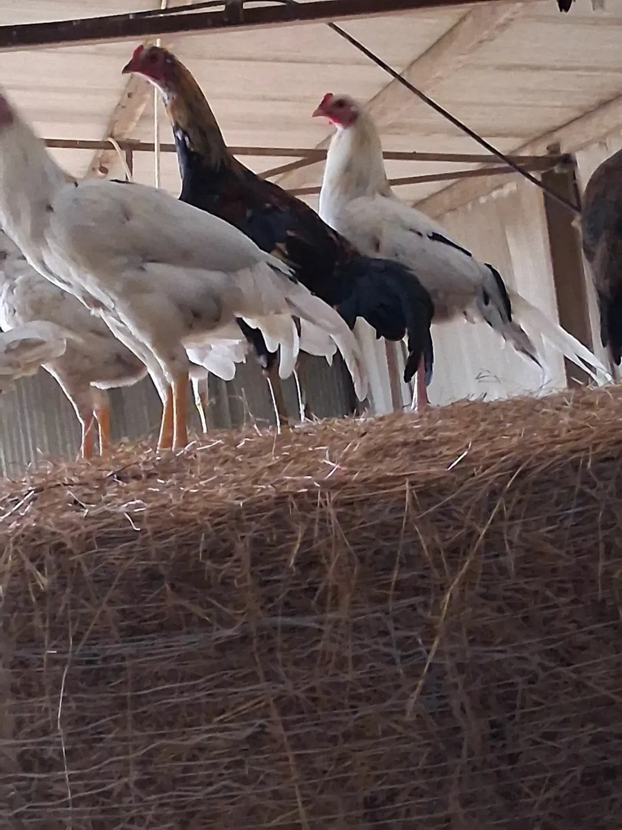 Chickens - Image 1