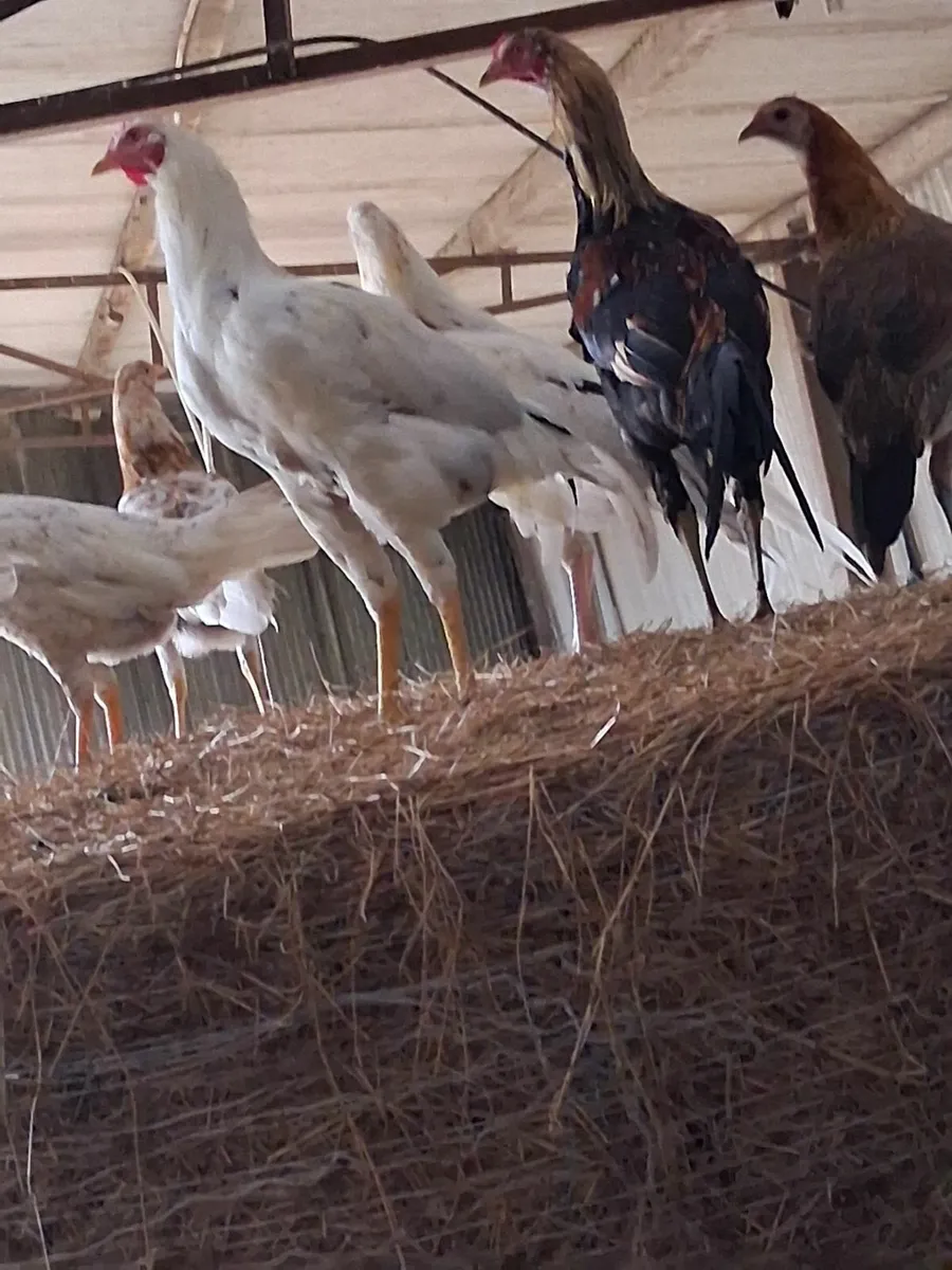 Chickens - Image 2