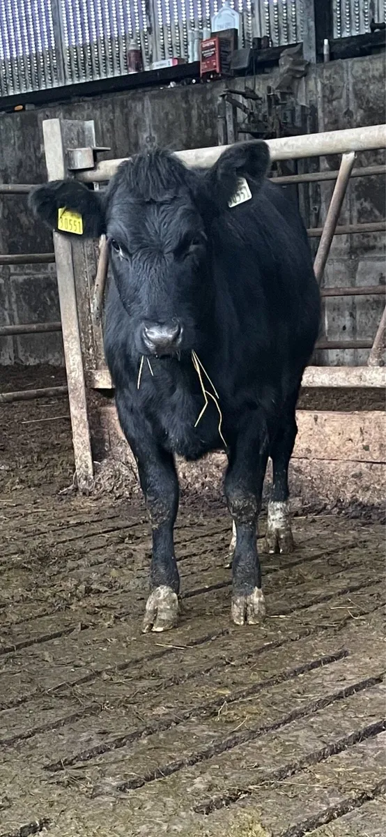 Heifers 380 kg average - Image 3