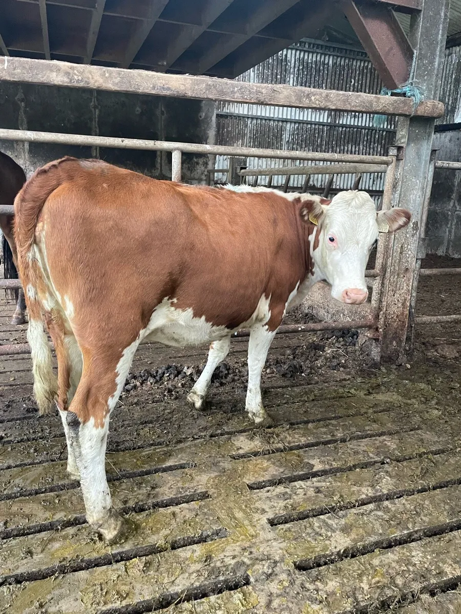 Heifers 380 kg average - Image 4