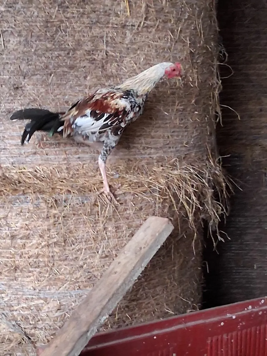 Chickens - Image 4