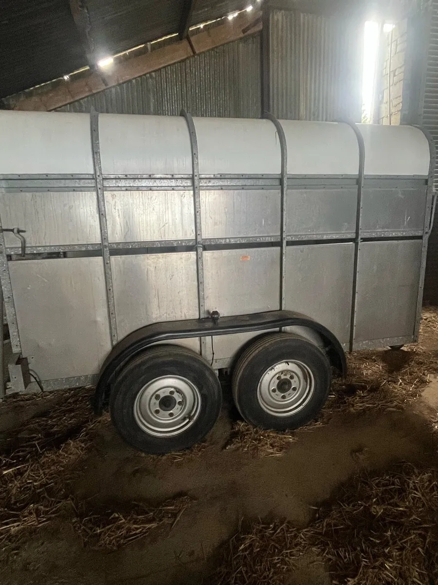 Cow Box - Image 2