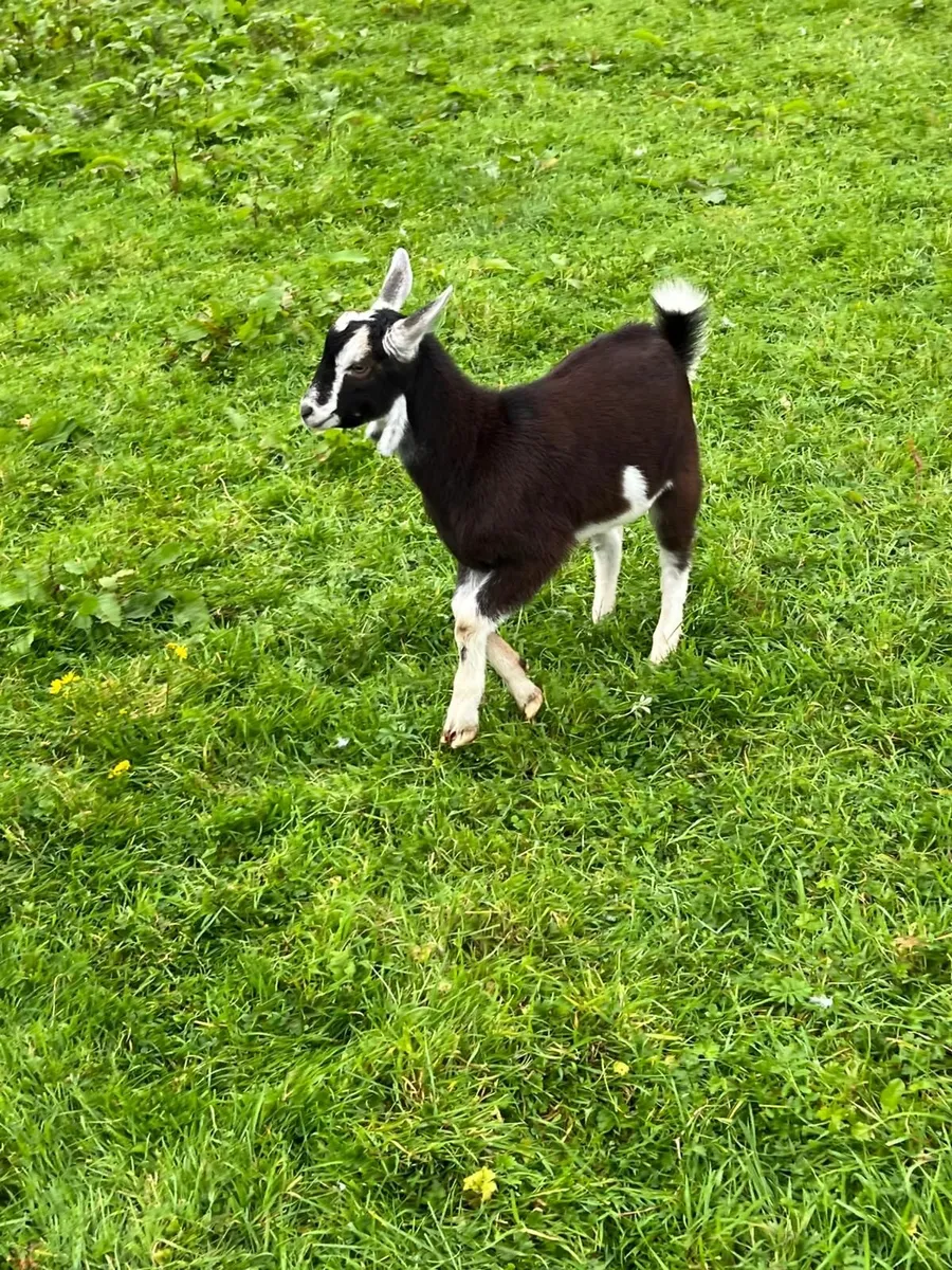 Goat - Image 2