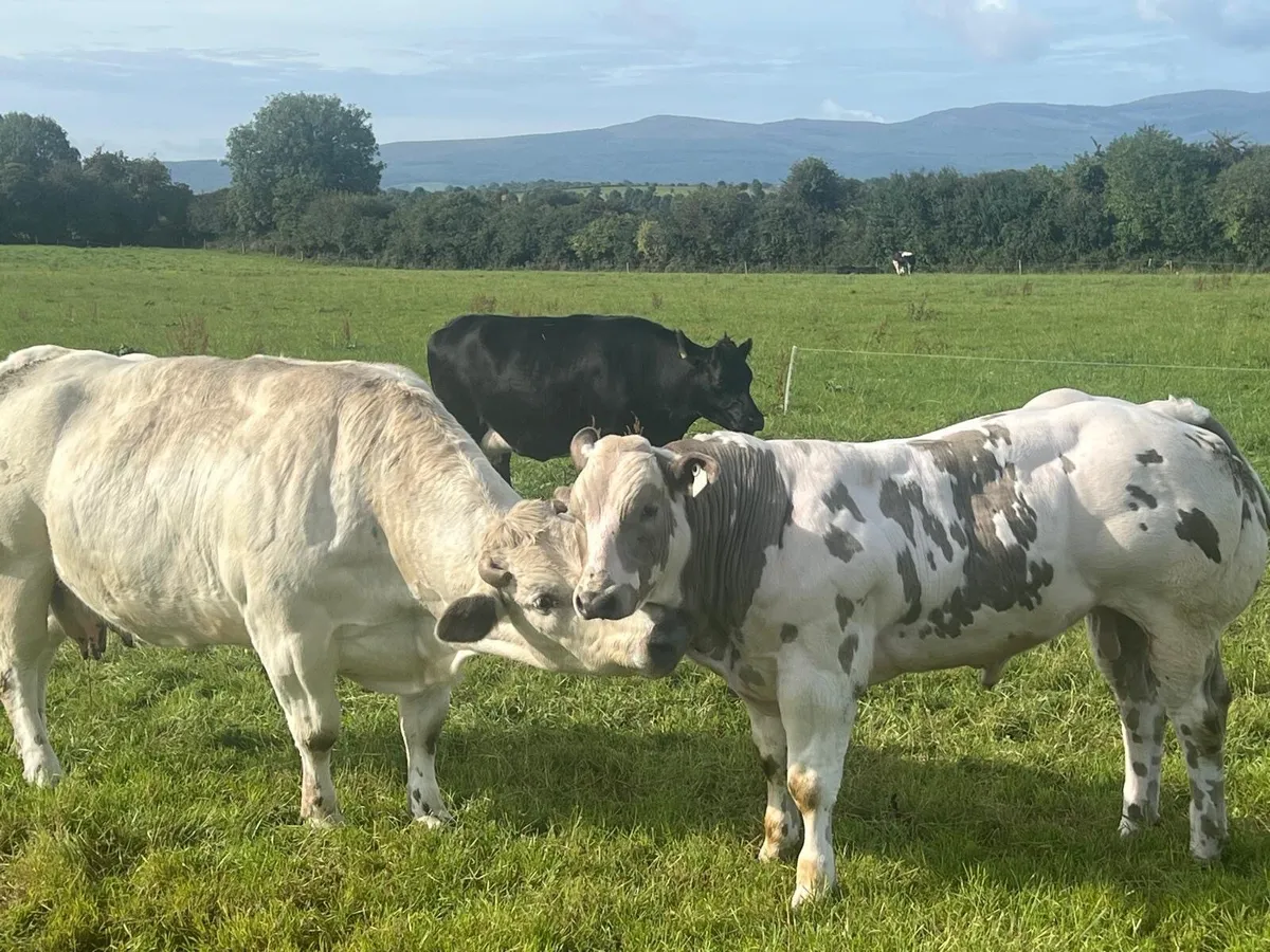 Show calf