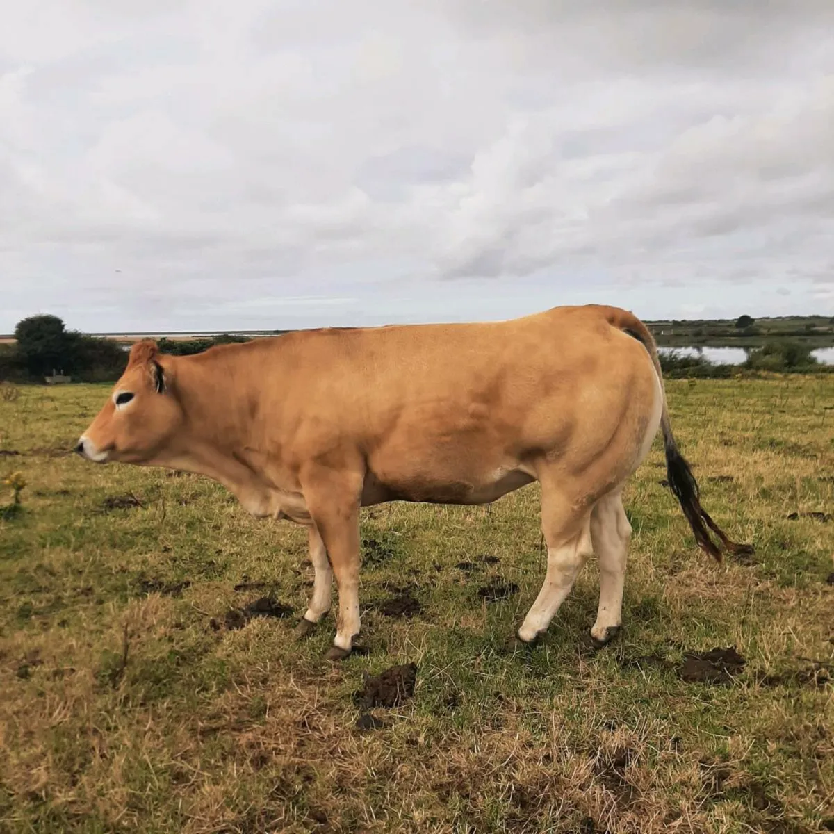 Parthenaise heifers - Image 1