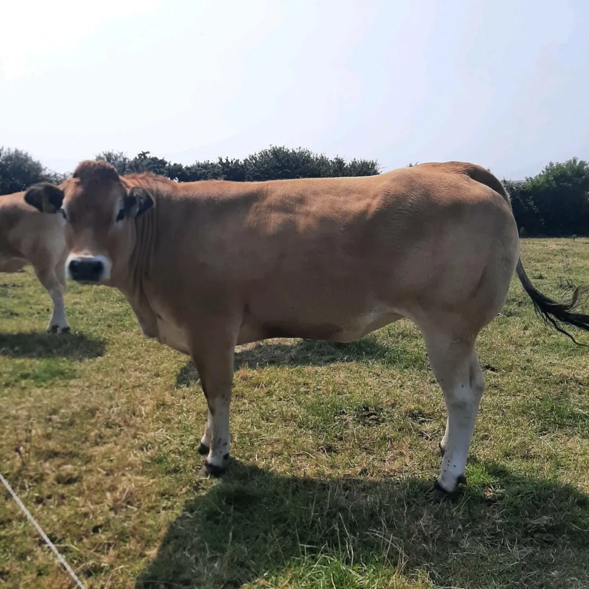 Parthenaise heifers - Image 2
